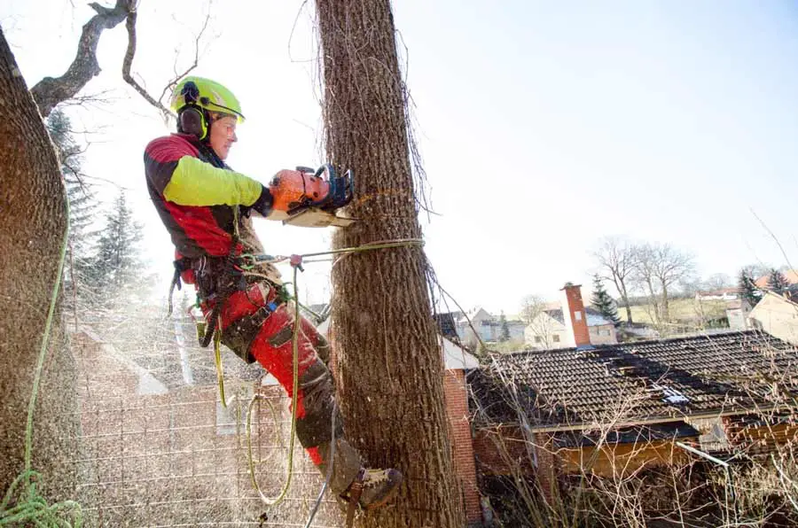 The Best Poulan Chainsaw to Buy With A Complete Buying Guide