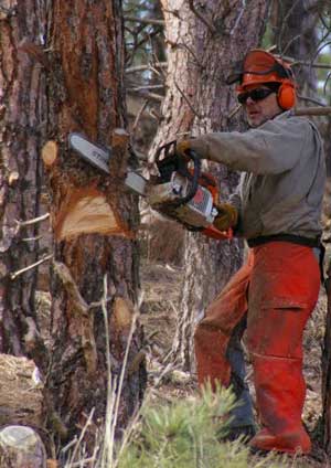 chainsaw safety