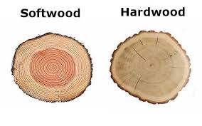 Is birch hardwood or softwood?